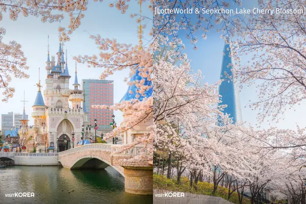「石村湖環湖櫻花步道」可以同時捕捉櫻花花海、樂天世界城堡、樂天世界塔同框的畫面
