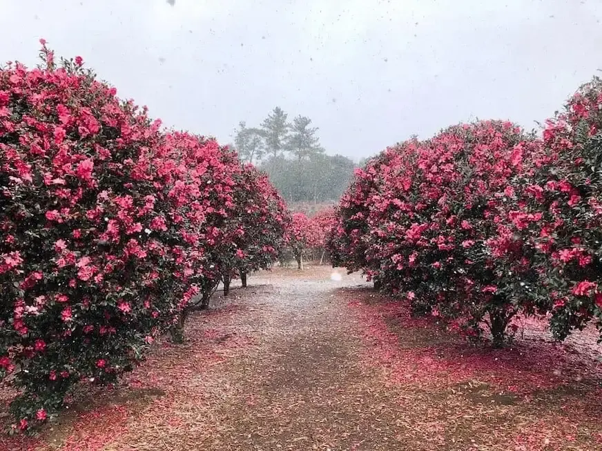 山茶花之丘園區內盛開的山茶花