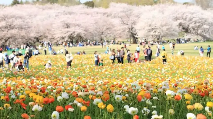 昭和紀念公園鬱金香櫻花與賞花人潮