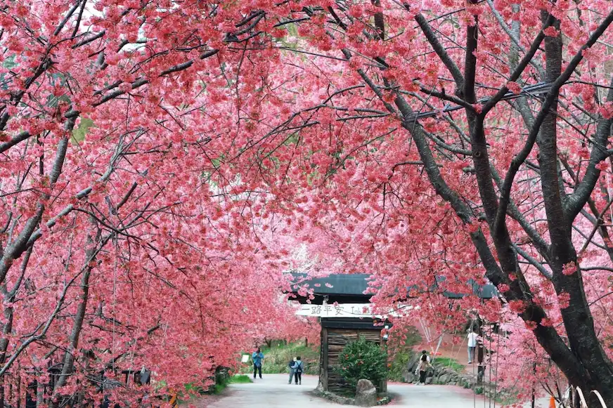 司馬庫斯入口牌樓處開滿粉色山櫻花