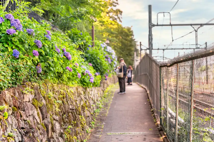 2026東京紫陽花景點推薦：東京近郊繡球花景點飛鳥山公園，復古電車都電荒川線將駛過 350 公尺立體花牆旁