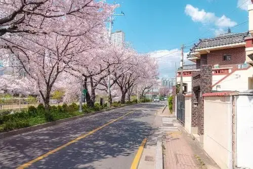 「溫泉川路」上的粉嫩櫻花樹沿著河岸街道盛開