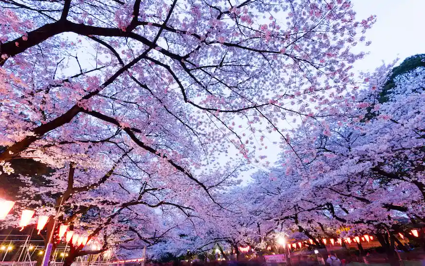 2026 年 4 月日本限定活動｜全日本賞櫻、祭典、展覽速報