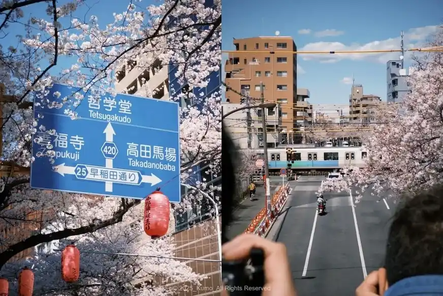 新井藥師櫻花電車與櫻花盛開的街景