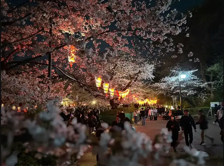 上野公園夜櫻燈籠點燈與櫻花大道春季祭典