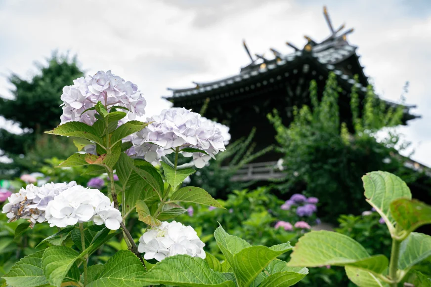 2026東京紫陽花景點推薦：東京白山神社繡球花祭，平常不開放的富士塚步道兩側開滿上千株滿開的繡球花