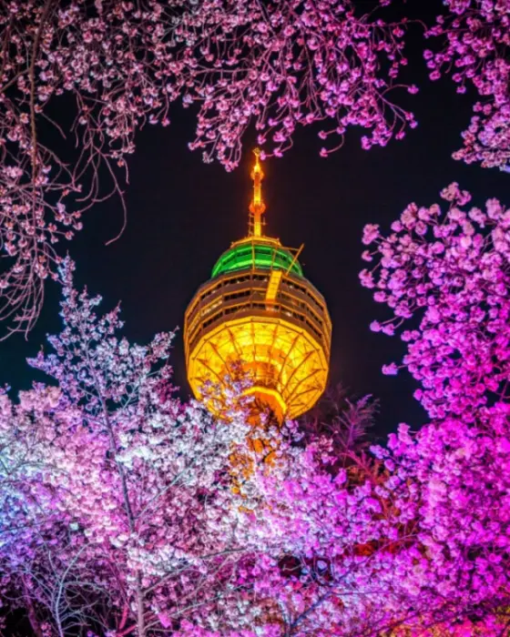 「大邱 E-WORLD 櫻花節」：閃閃發光的 83 塔與燈光映襯下的櫻花花海，交織出浪漫夜景