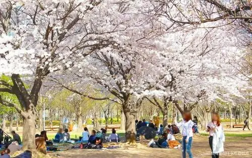  「首爾林」櫻花盛開，遊客在櫻花樹下野餐、賞花