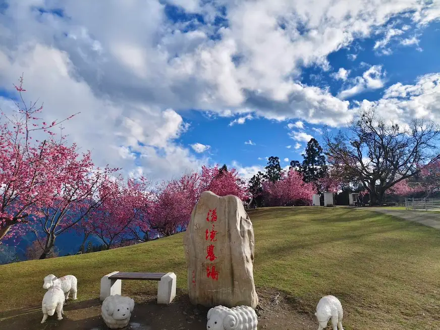 南投「清境農場」的地標與櫻花花海和綿羊裝置