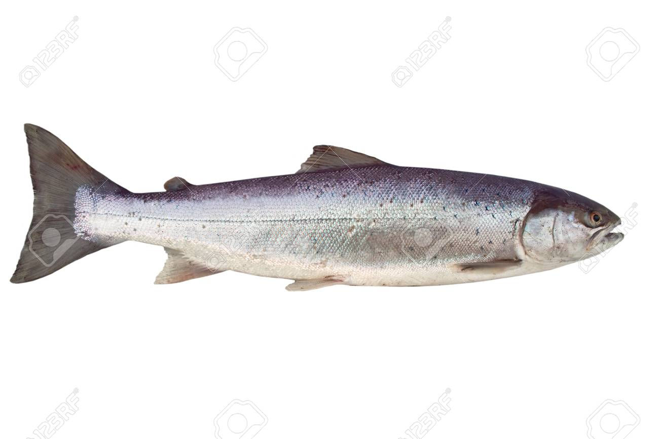 Salmón chileno (lb)