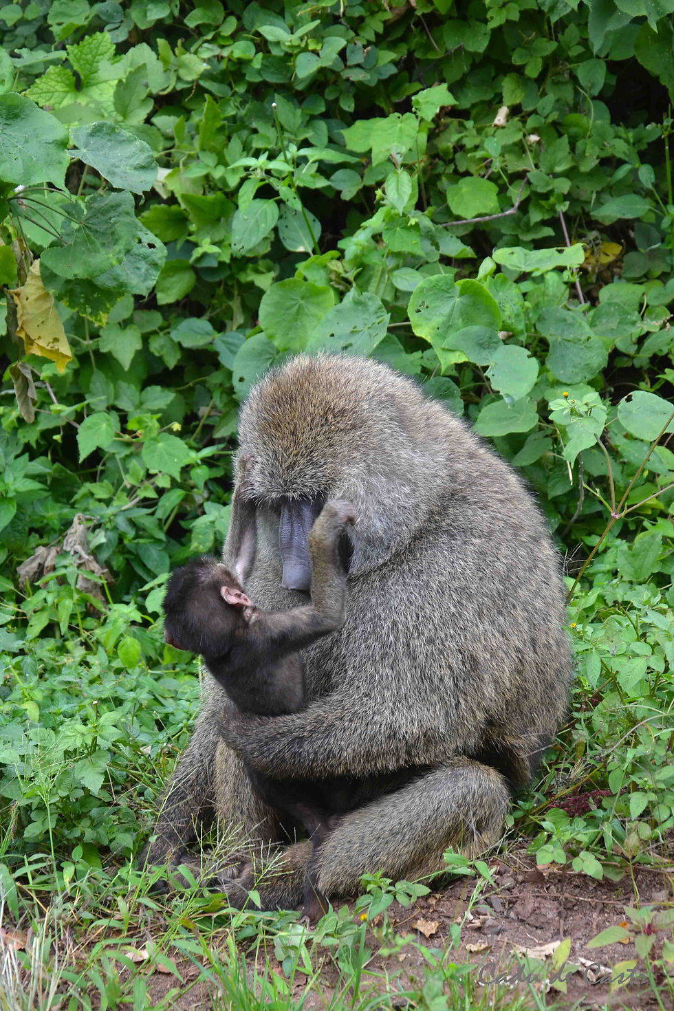 Babuíno no Ngorogoro