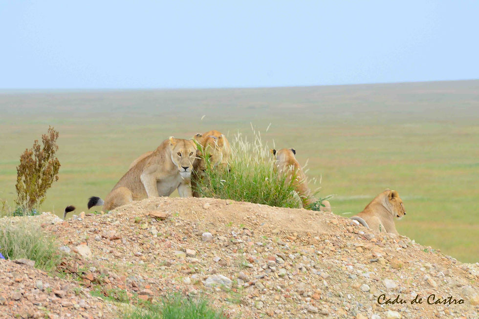 Leoas no Serengeti