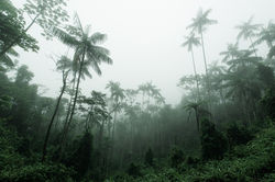 Parque Nacional de Itatiaia