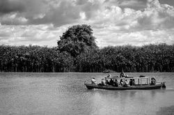 Caranguejeiros no Delta do Parnaíba
