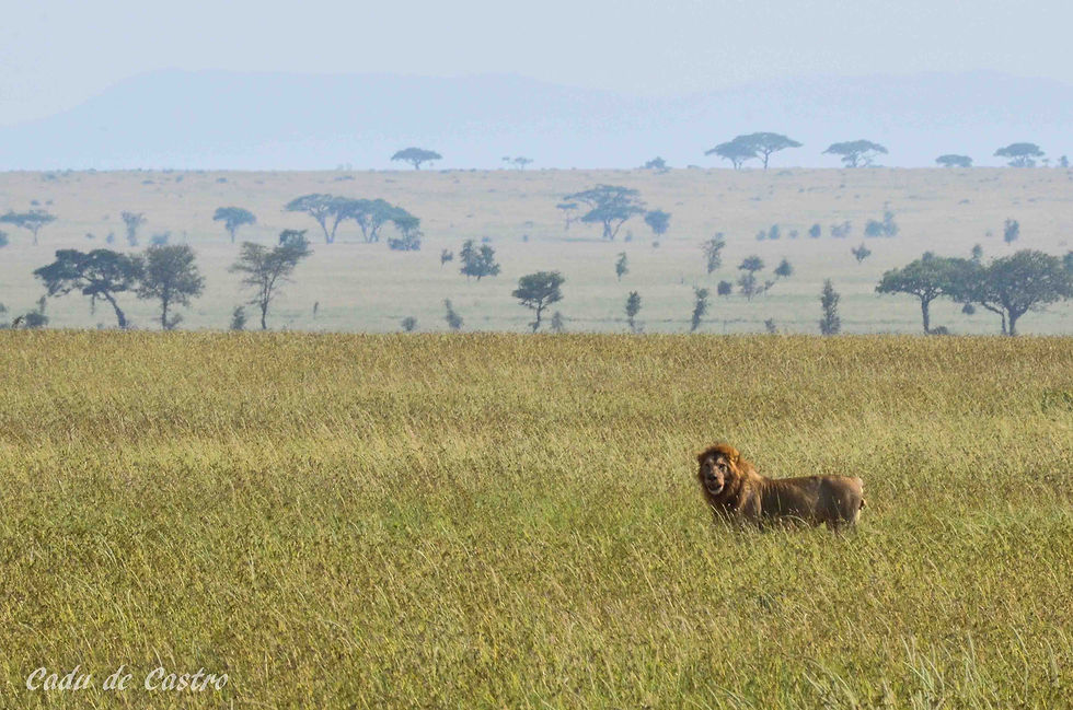 Leão macho no Serengeti
