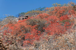 Parque Nacional da Serra da Capivara