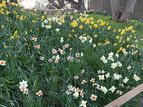 Daffodills