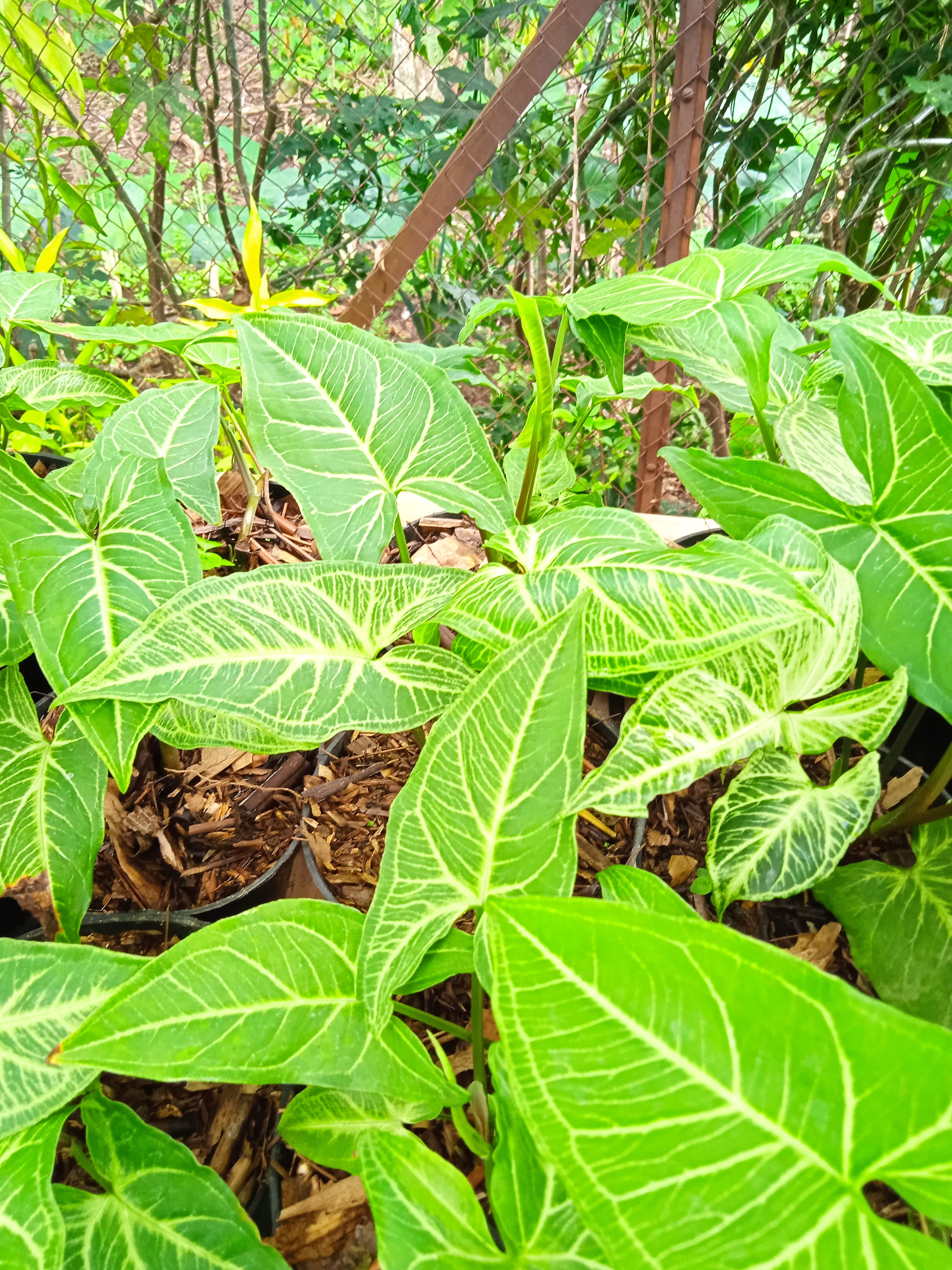 Syngonium Batik
