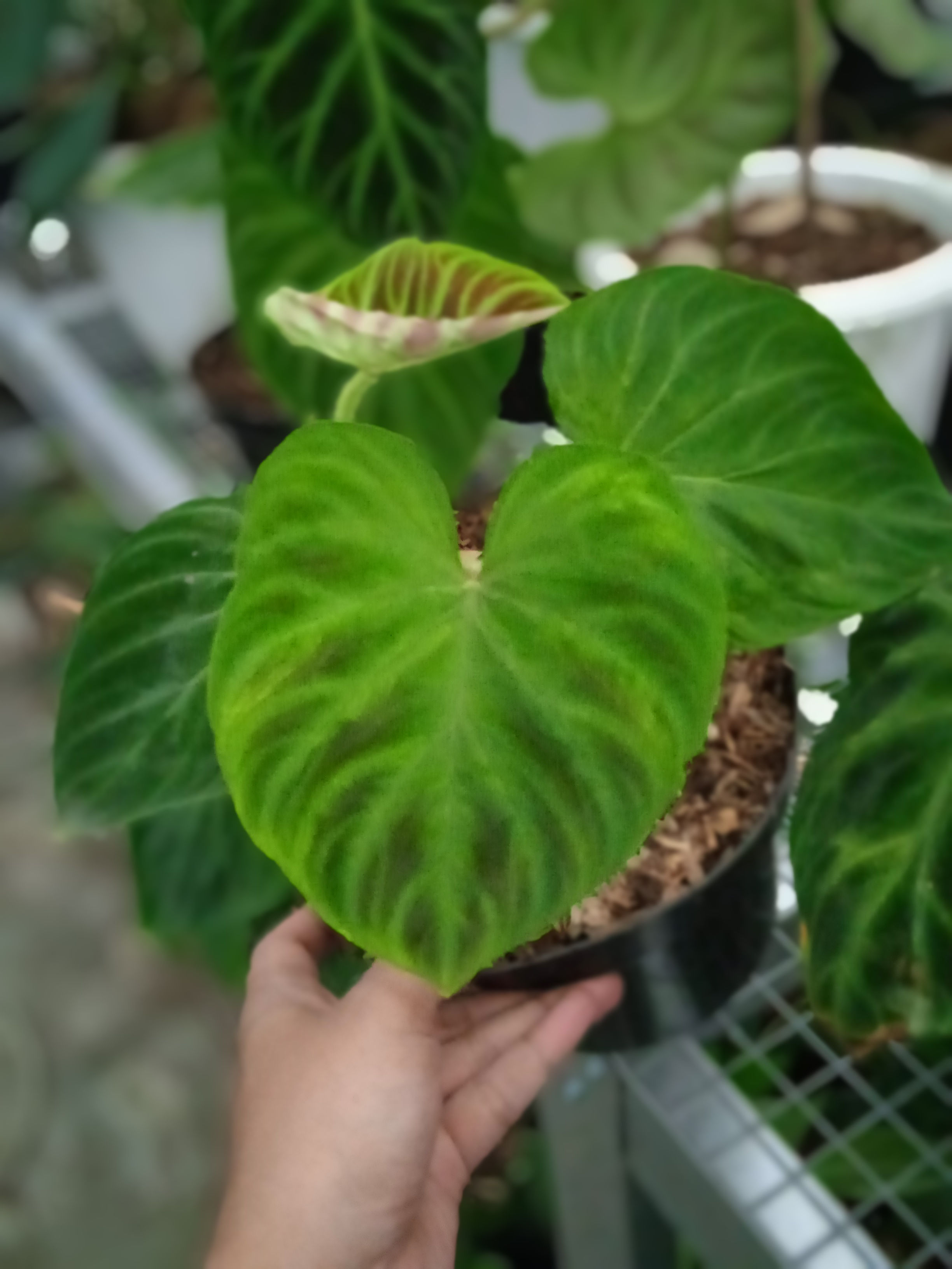 Philodendron Verrucosum