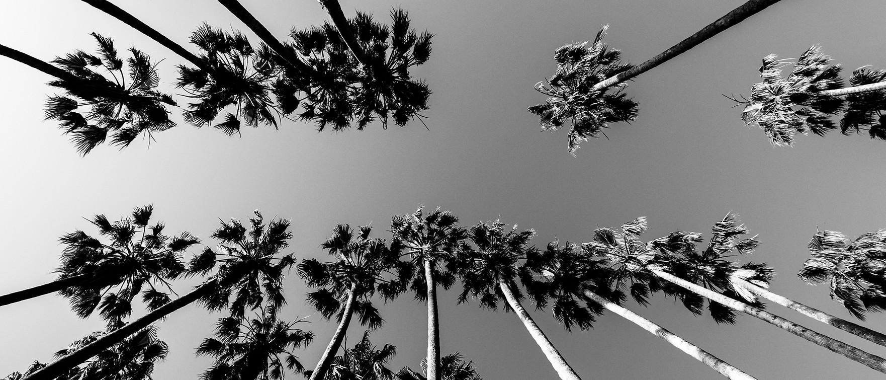 Palm trees