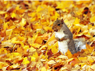 Why Fall Is the Perfect Time to Ramp Up