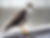 a brown and white Cooper's hawk stands on a weathered wooden two by four