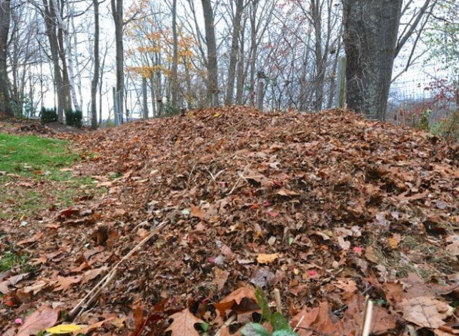 Compost heap of brown leaves under tree