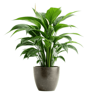 plant.png