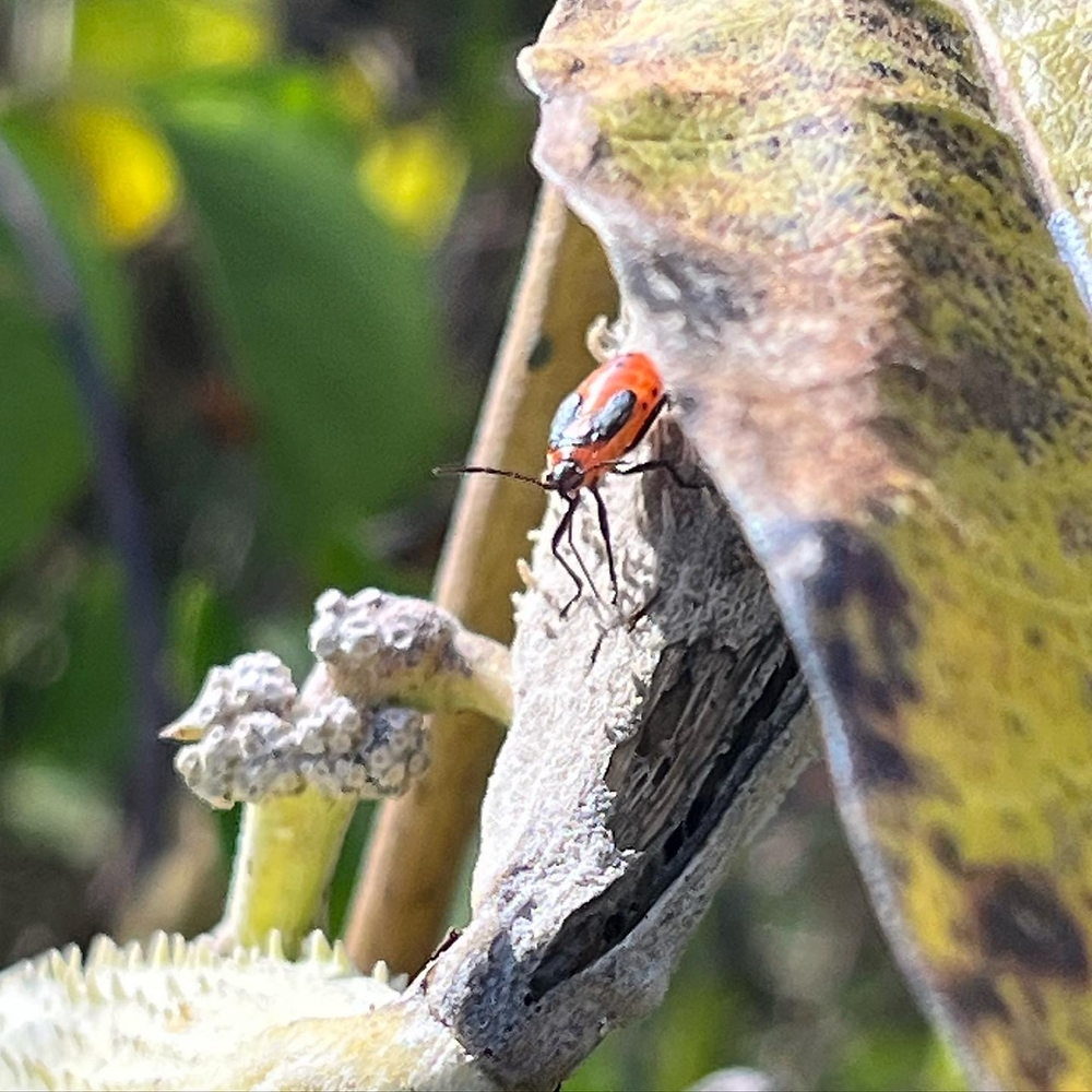 Pod Mining Insect Bug On A Pod