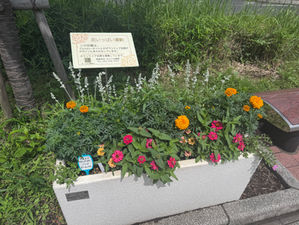 平和のリング花壇に花を植えました🌸