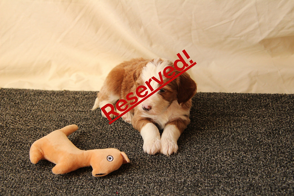 Thumbnail: Archie