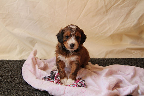 Mini Bernedoodle