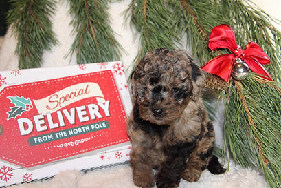 Mini Goldendoodle