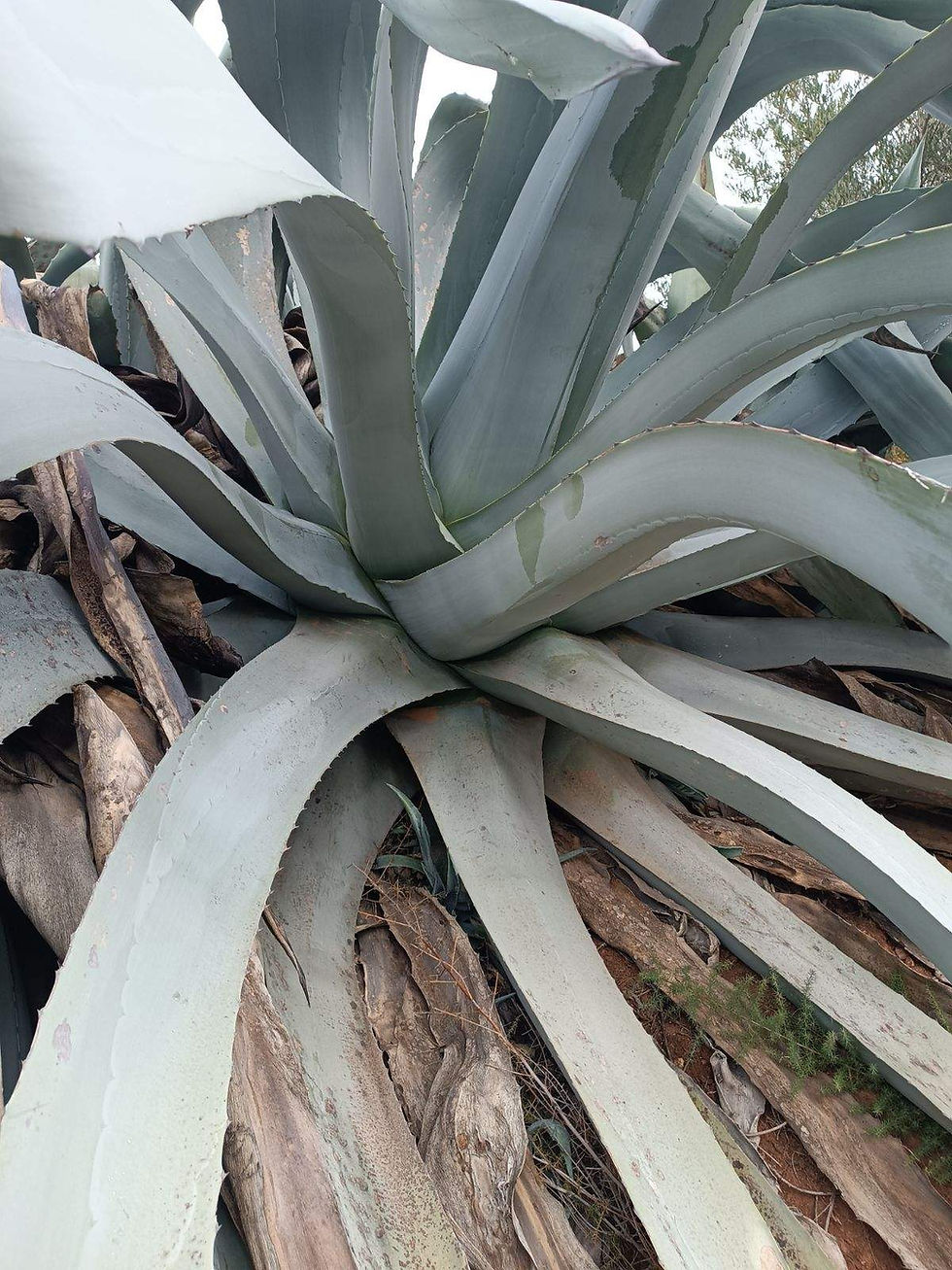 Thumbnail: Agave Americana Pups