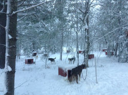 Dog yard....
