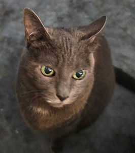 Big Bit Emotional Support Animal