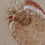 Miniature : Bavoir - Evelina Beige 