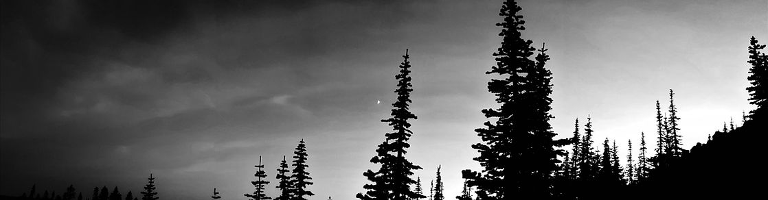 Sunset in the trees BW (final).jpg