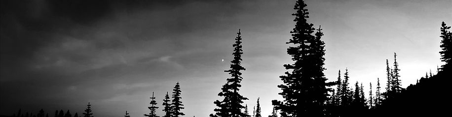 Sunset in the trees BW (final).jpg