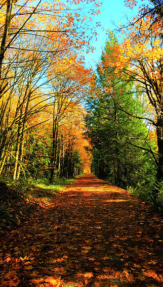 A Fall Stroll (final).jpg