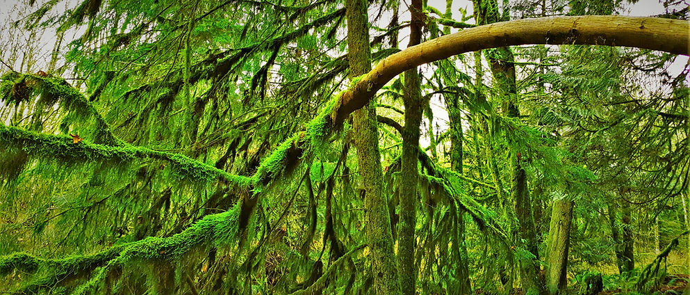 Half-Naked Tree (final).jpg