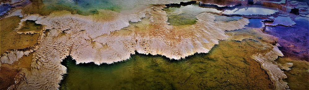 The world's most beautiful bacteria (fin