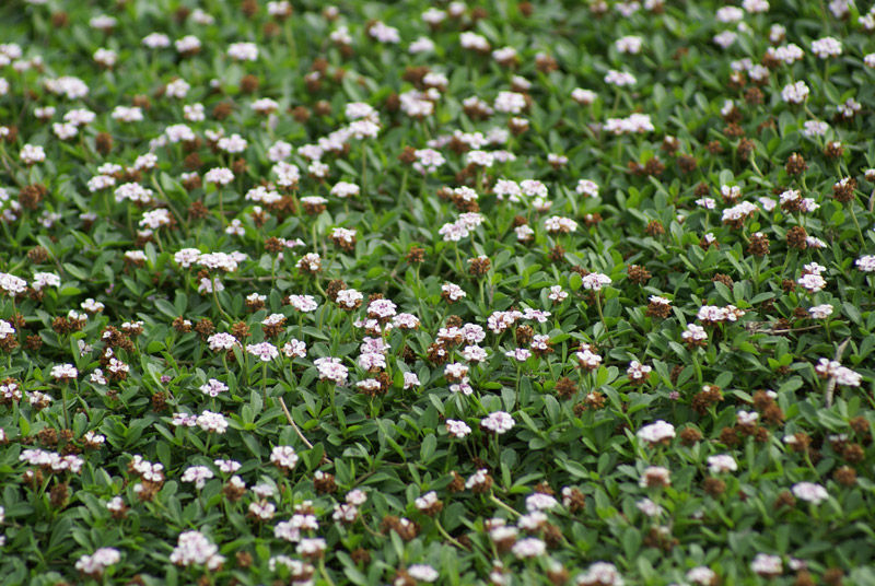 Lippia Nodiflora
