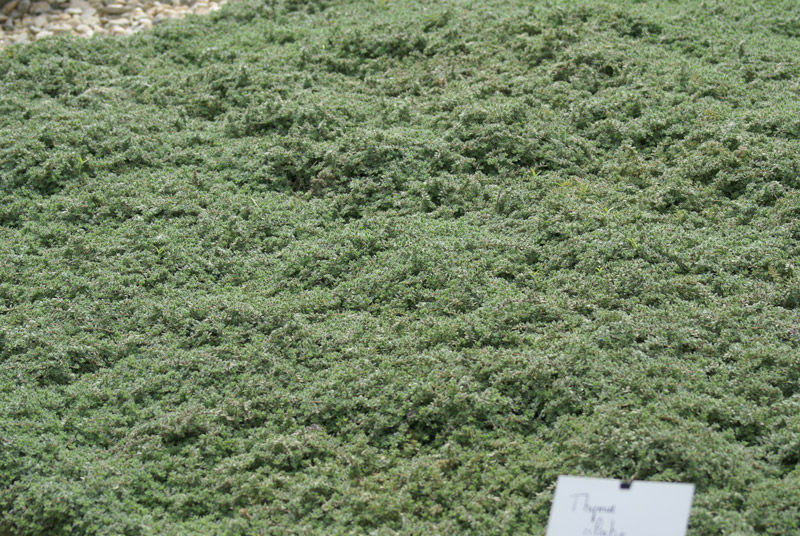 Thymus Ciliatus