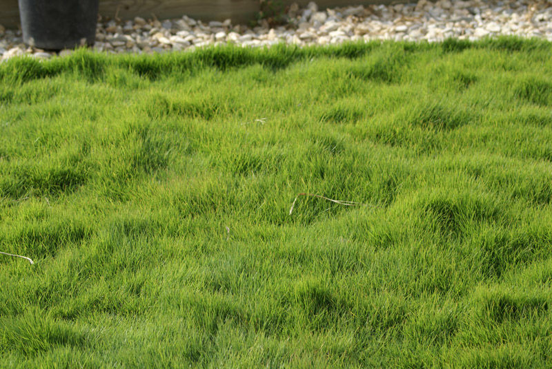 Zoyzia Tenuifolia