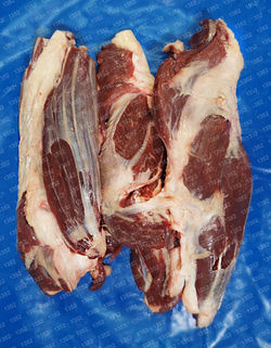 SHIN - BRAZUELO