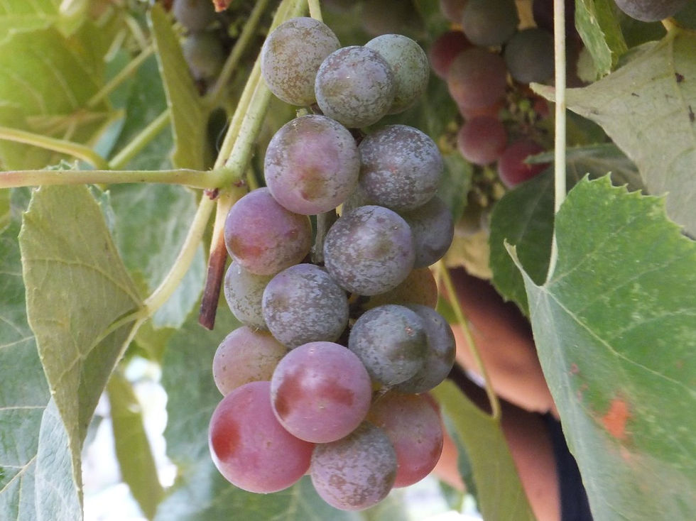 Yearly grapes in our grape arbor