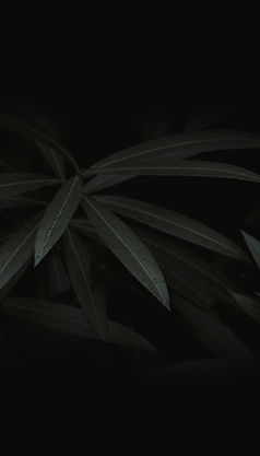 Dramatic Leaves_edited.jpg