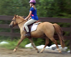 Mister Butterworth aka "Waffles"