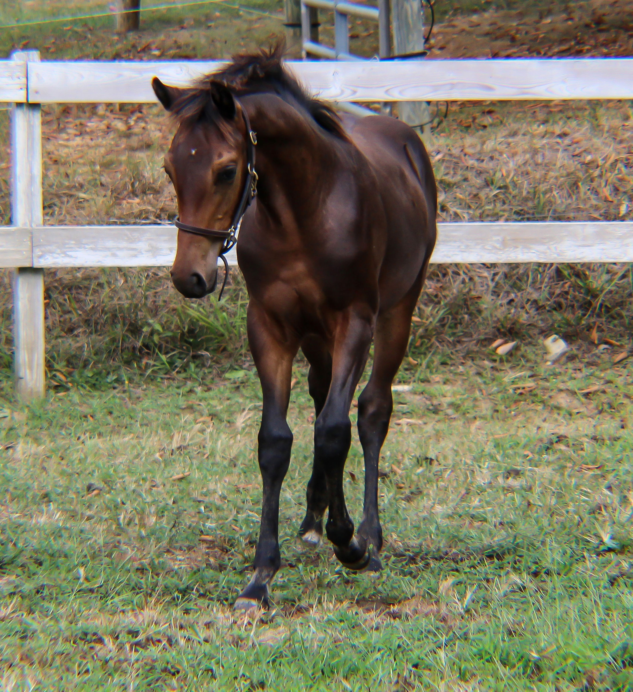 Woodberrys Hot Express